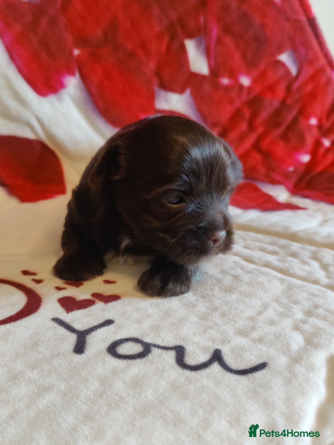 Yorkshire Terrier dogs for sale: Outstanding RARE Yorkshire terrier Chocolate - Image 14