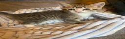 Mixed Breed cats for sale: Beautiful kittens  - Advert 12