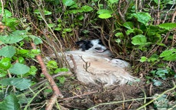 Border Collie dogs for sale: Collie Pups  - Image 1