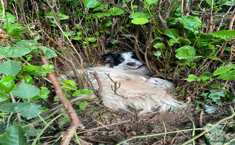 Border Collie dogs - Advert 7