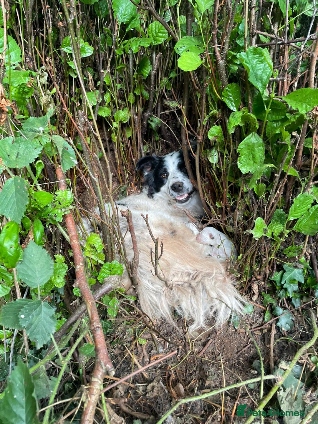 Border Collie dogs for sale: Collie Pups  - Image 1