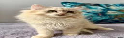 British Longhair cats for sale: Champion lines Golden British Longhairs - Advert 10