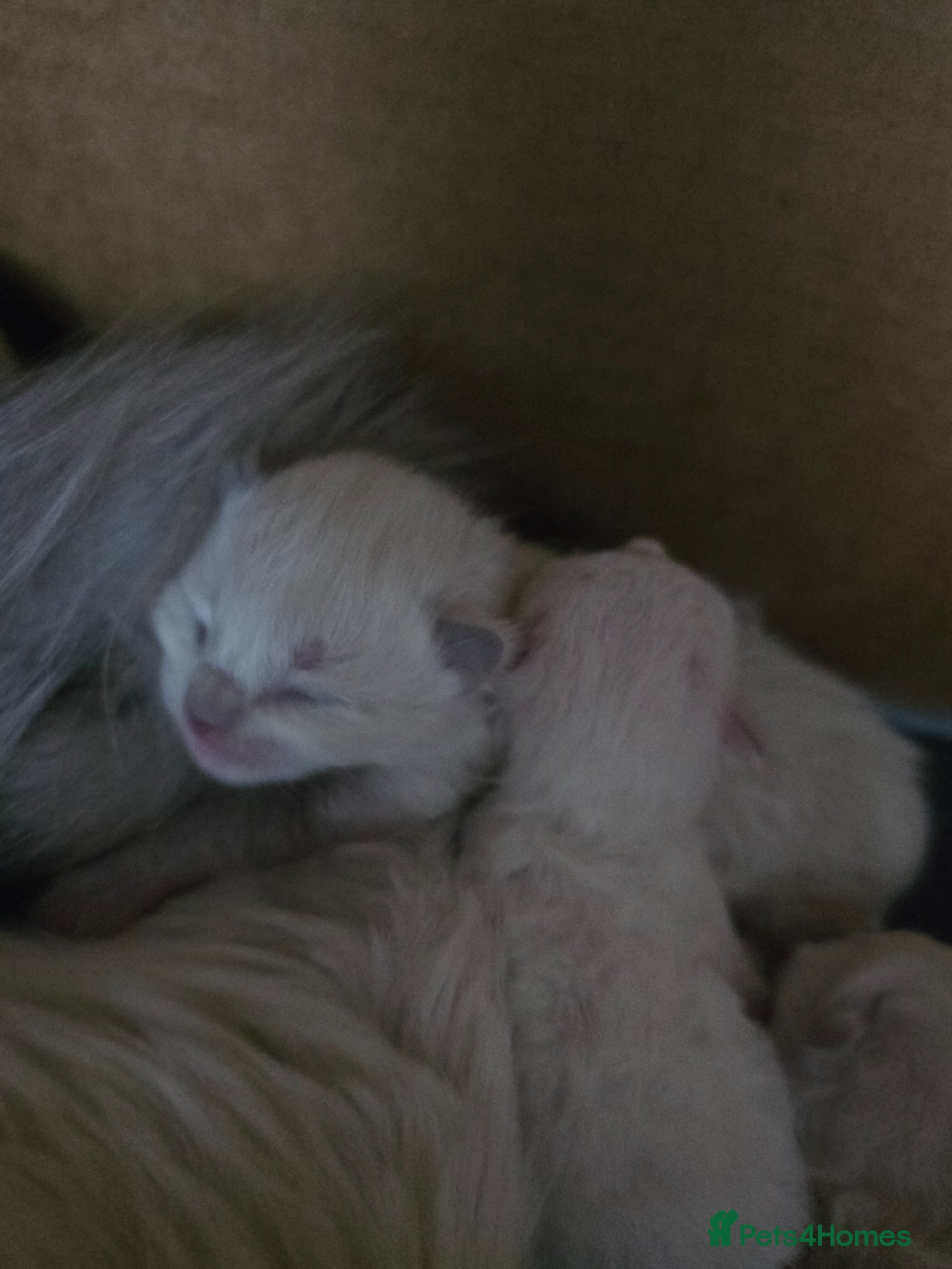 Ragdoll cats for sale: Tica Ragdoll kittens! - Advert 3