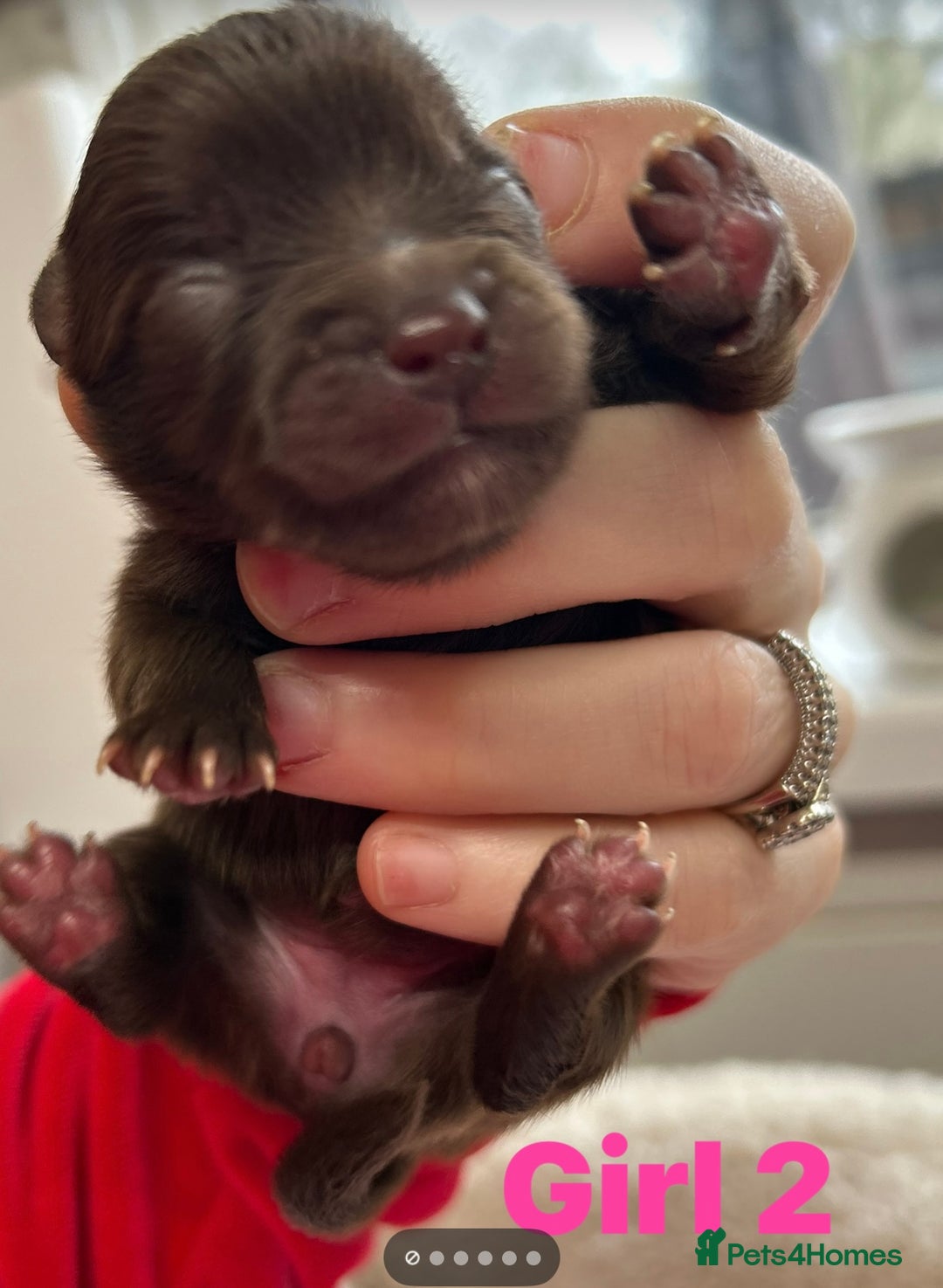 Pomeranian dogs for sale: Purebred fluffy Pomeranian puppies mum Russian! - Advert 13