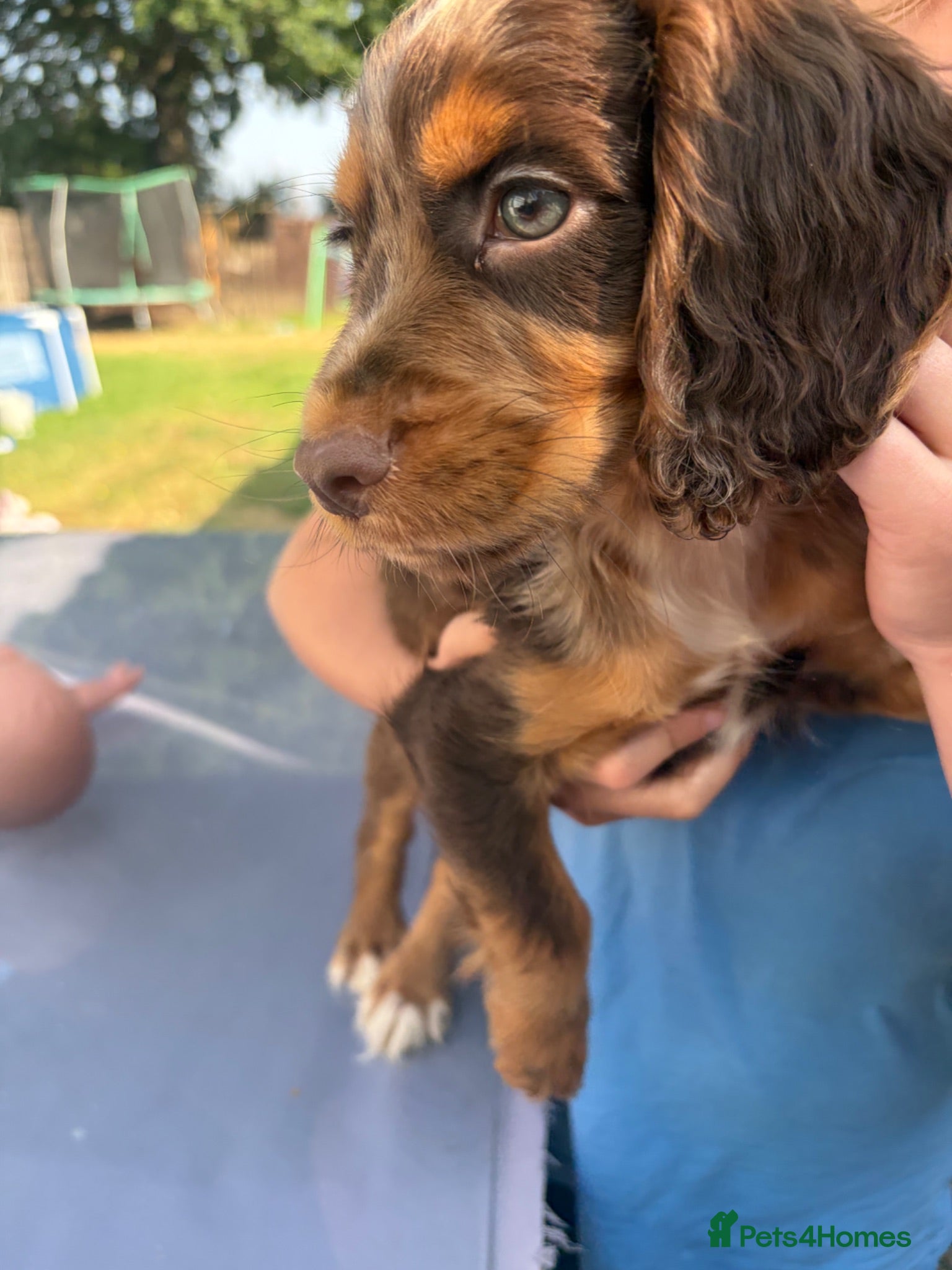 Cocker Spaniel dogs 💙LAST ONE LEFT 💙 REDUCED  - Advert 2