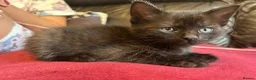 Mixed Breed cats for sale: Kittens for sale - Advert 7