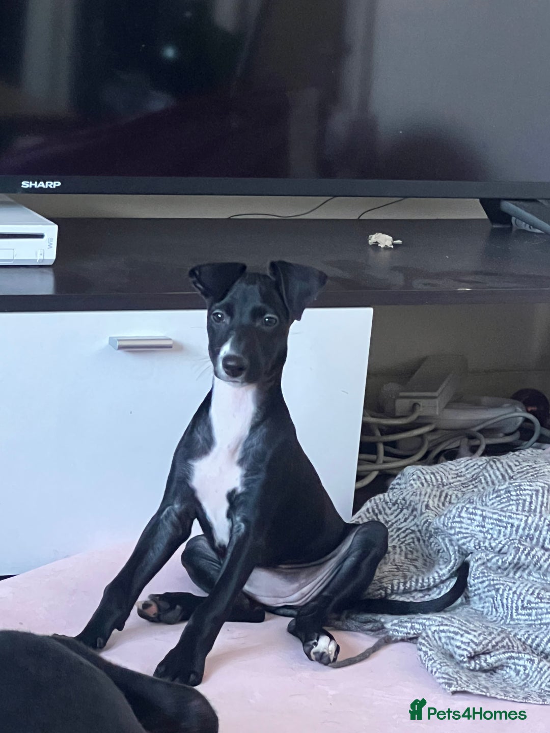 Mixed Breed dogs for sale: Beautiful female Manchester terrier cros lurcher - Advert 1