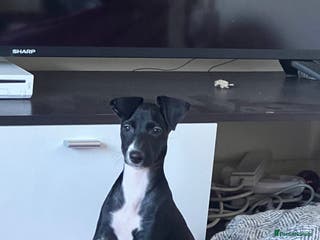 Mixed Breed dogs Beautiful female Manchester terrier cros lurcher - Advert 4