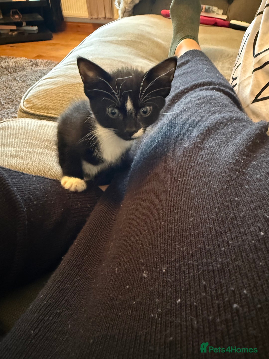 Mixed Breed cats for sale: Beautiful little boy needing new home asap - Advert 3