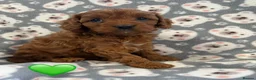 Cavapoo dogs for sale: Stunning Fox Red F1 Cavapoo Puppies H/C  - Advert 27