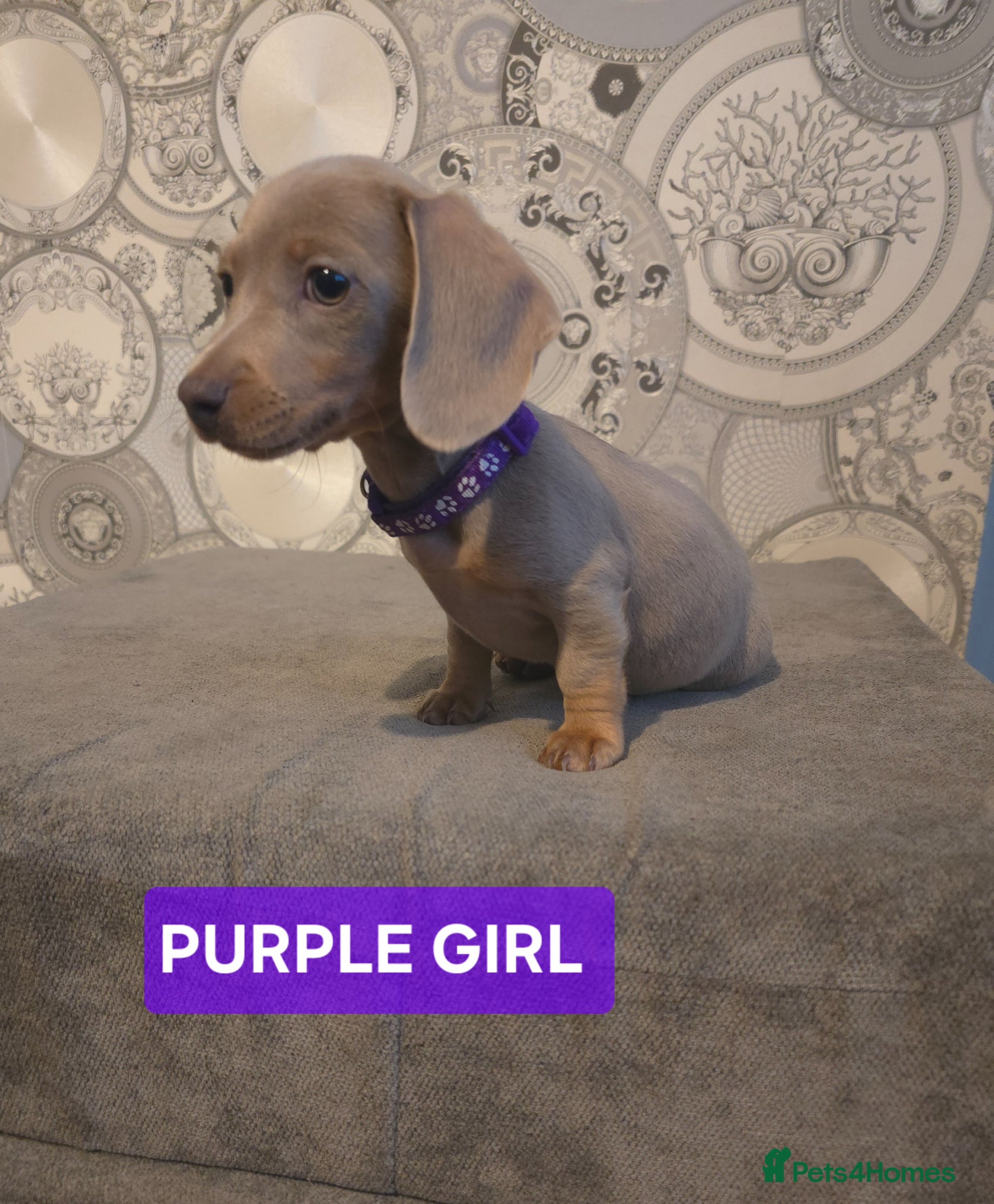 Miniature Dachshund dogs (PRICE REDUCED £900!!!) KC Reg Mini Dachshund - Advert 2