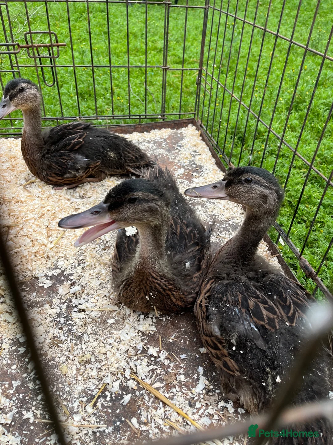 Ducks poultry for sale: Mallard ducklings  - Advert 1