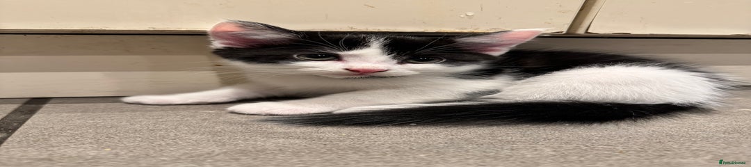 Mixed Breed Kitten 1