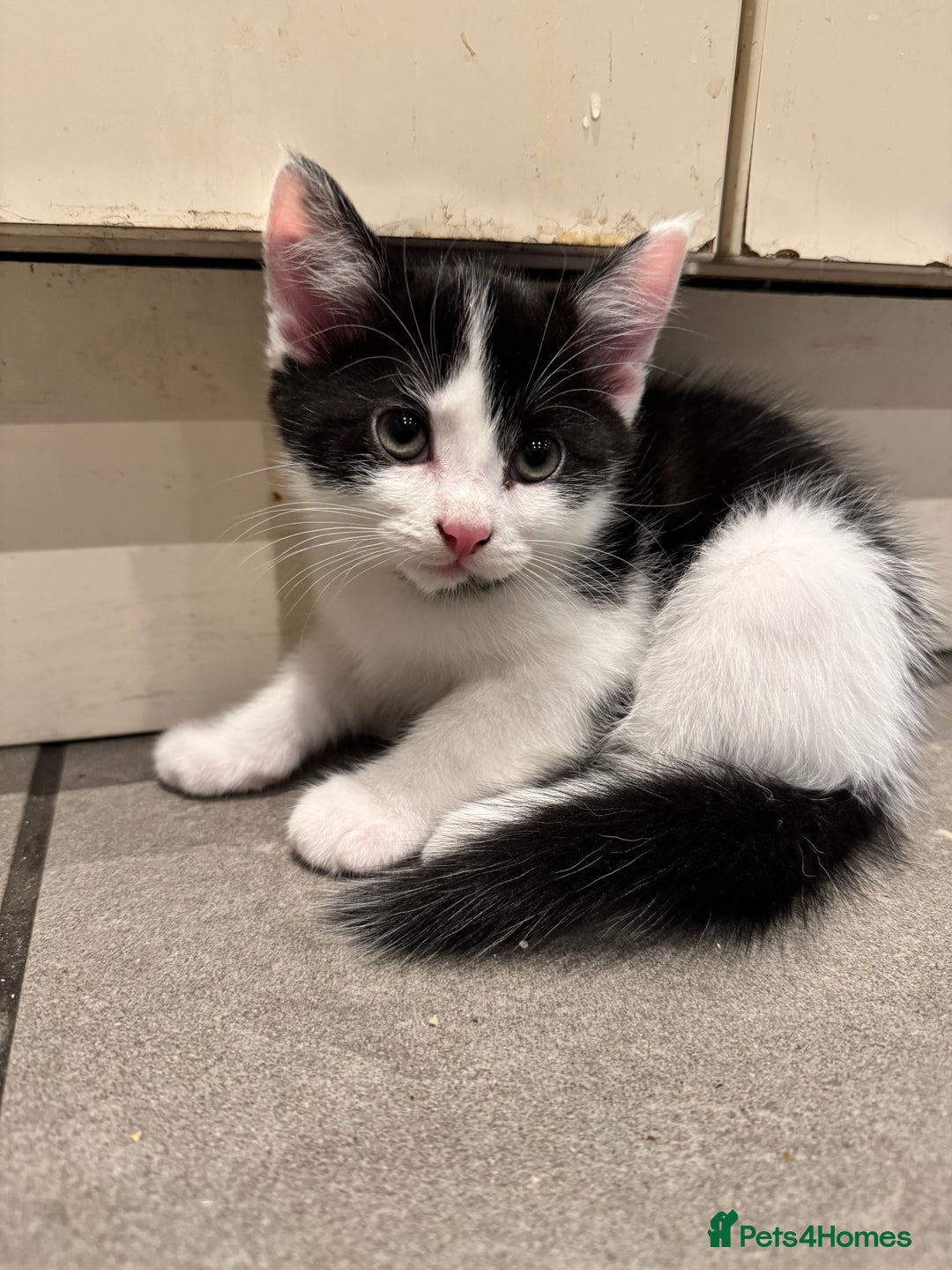 Mixed Breed cats for sale: Black & White Kittens for sale - Image 3