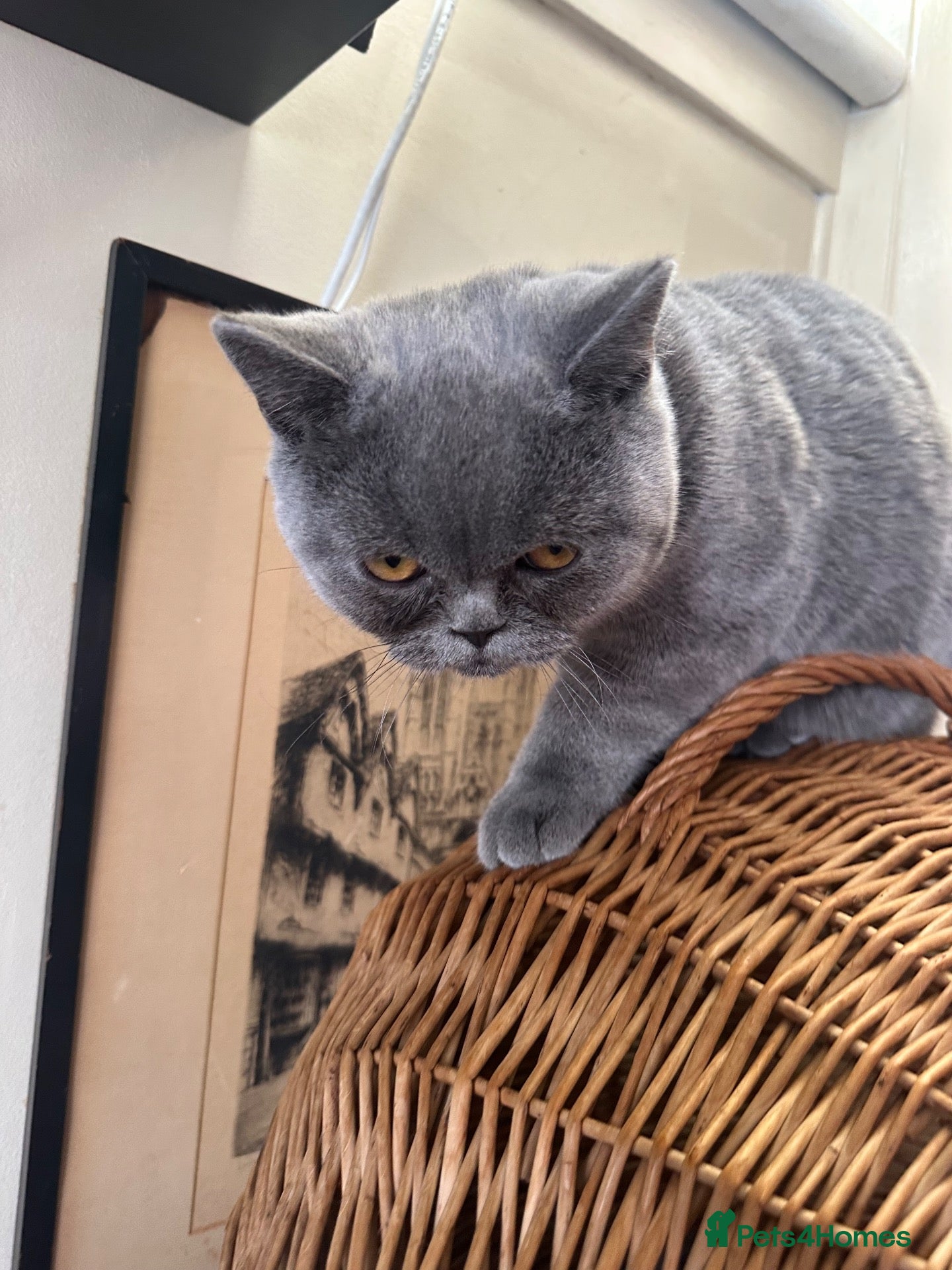British Shorthair cats British shorthair GCCF registered MALE  - Advert 1