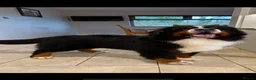 Bernese Mountain Dog dogs for sale: Bernese mountain pups  - Advert 5