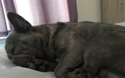 French Bulldog dogs for sale: French bull dog  - Image 5