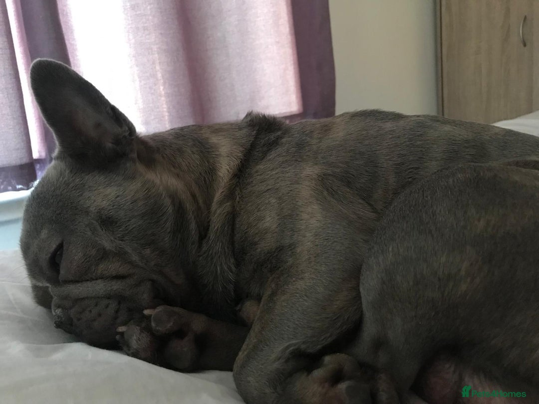 French Bulldog dogs for sale: French bull dog  - Image 5