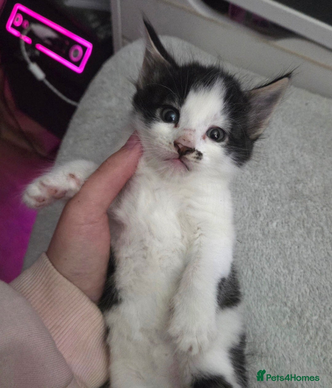 European cats for sale: 8 kittens looking for a new home for 2026! - Advert 10