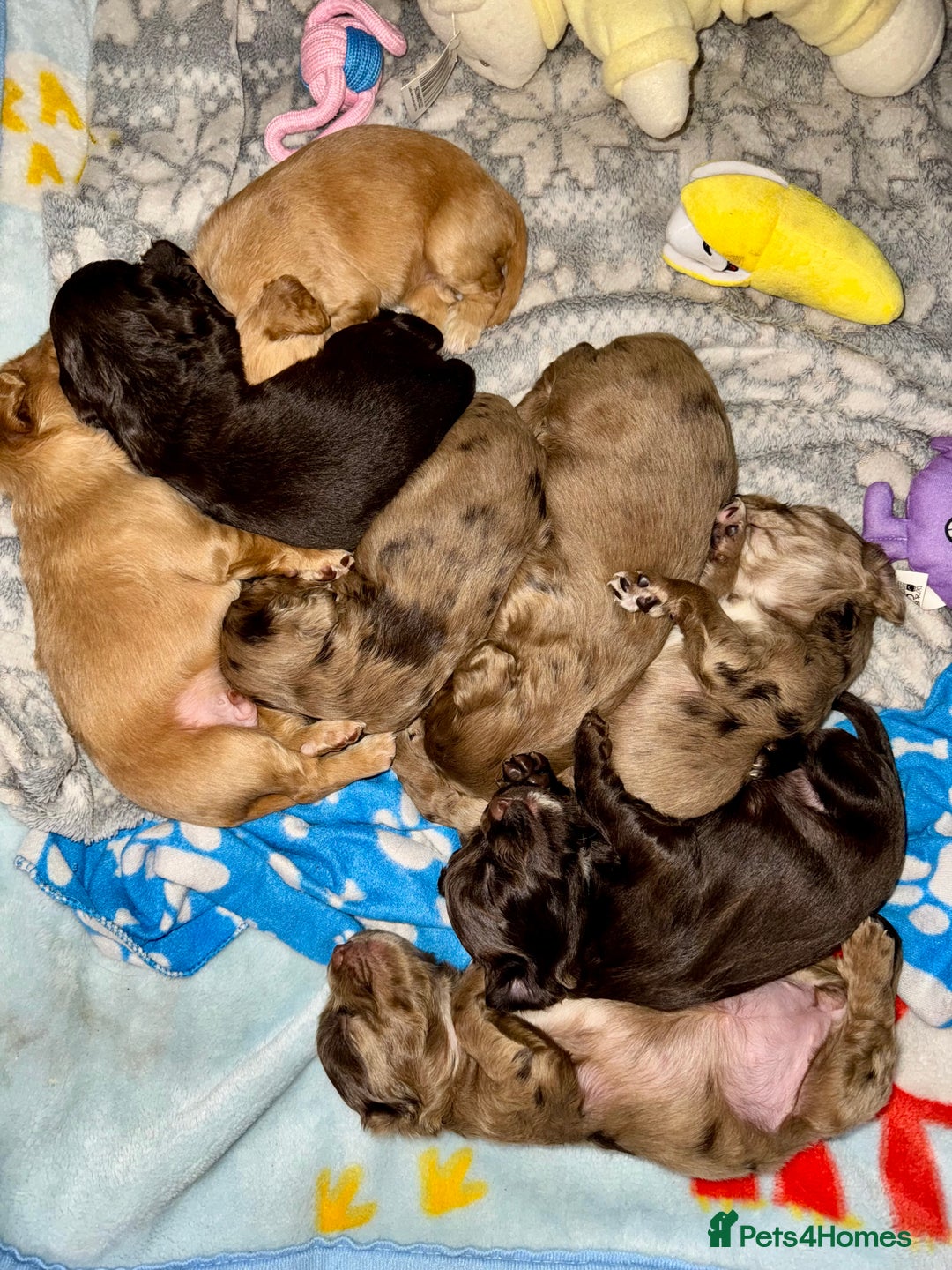 Cocker Spaniel dogs for sale: 🐶THE 8 MISFITS of SHEER BEAUTY🐶 - Advert 29