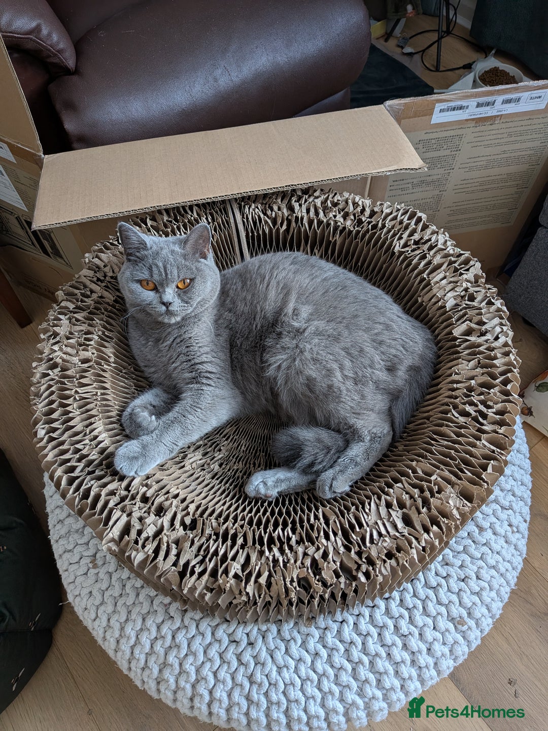 British Shorthair cats for sale: Beautiful British Shorthair kittens GCCF reg - Advert 9