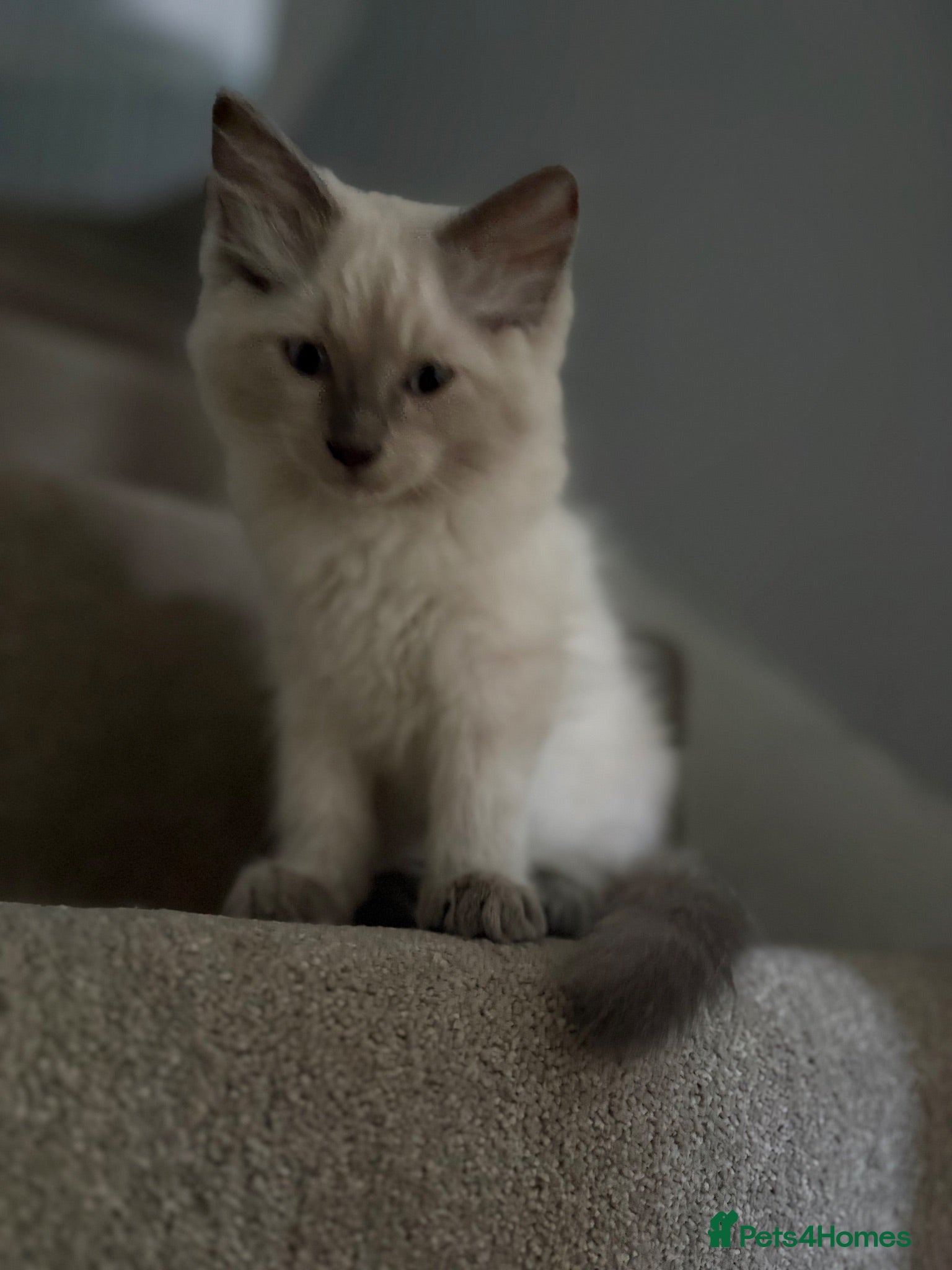 Ragdoll cats Red ❤️ PURE RAGDOLL ready 25th of August  - Advert 2