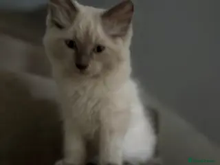 Ragdoll cats Red ❤️ PURE RAGDOLL ready 25th of August - Advert 2