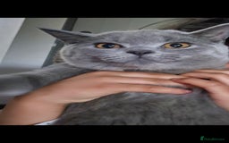 British Shorthair cats for sale: Stunning British short hair male - Image 6
