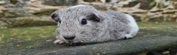 Guinea Pig rodents for sale: Californian and silver agouti baby guinea pigs. - Advert 9