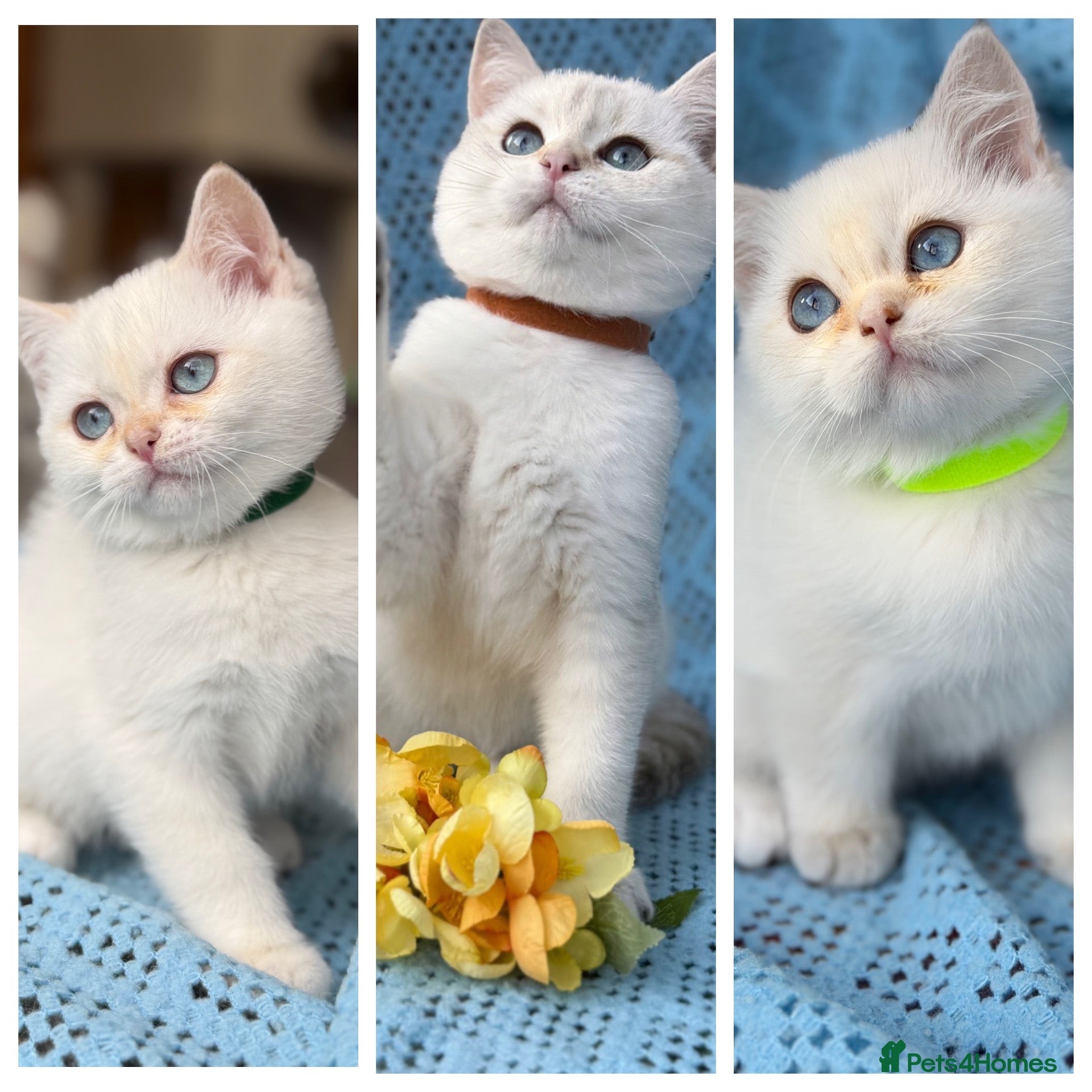 British Shorthair cats British shorthair adorable golden kittens  - Advert 4
