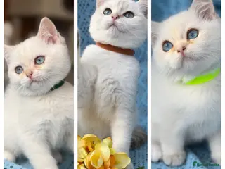 British Shorthair cats British shorthair adorable golden kittens - Advert 3