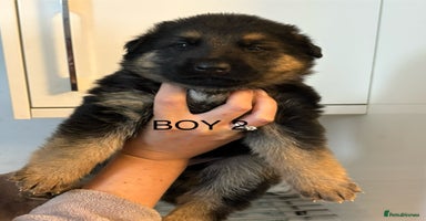 German Shepherd dogs - Advert 16