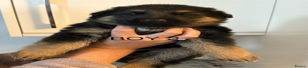 German Shepherd Puppy 2