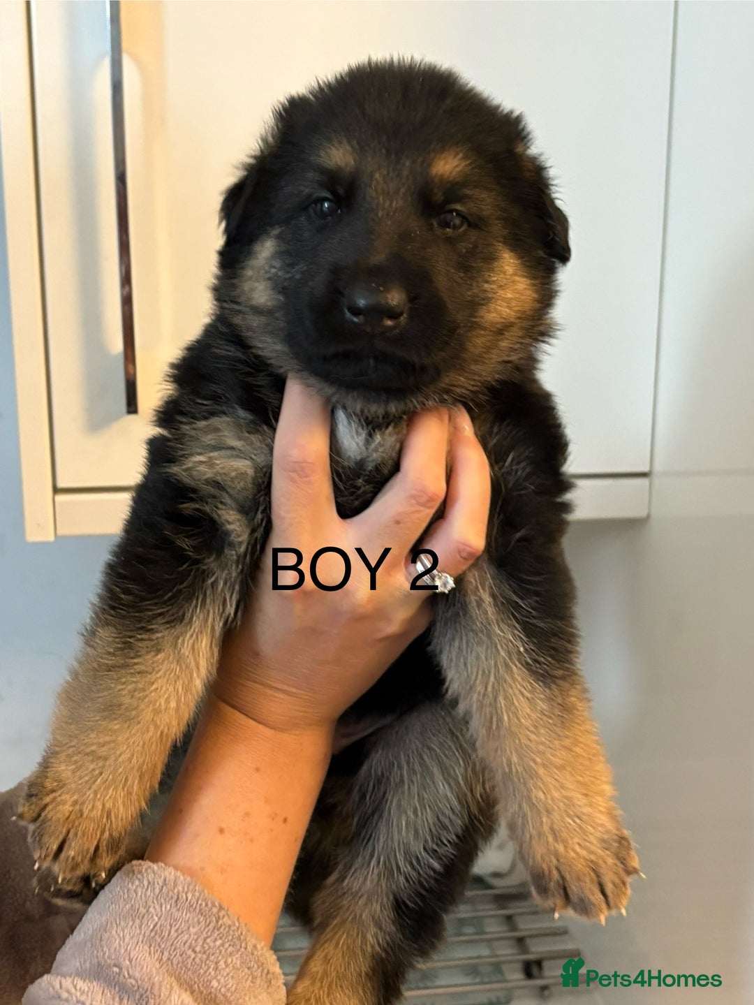 German Shepherd dogs for sale: KC/PEDIGREE GERMAN SHEPHERDS - Image 2