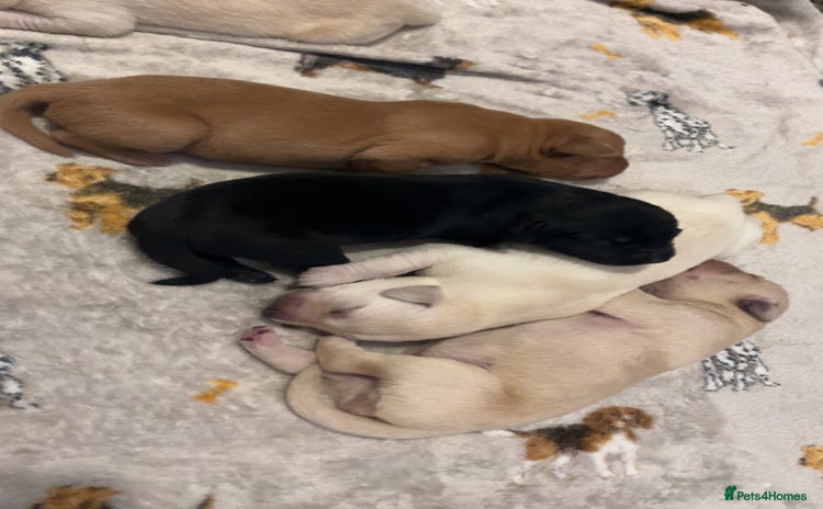 Labrador Retriever dogs - Advert 1