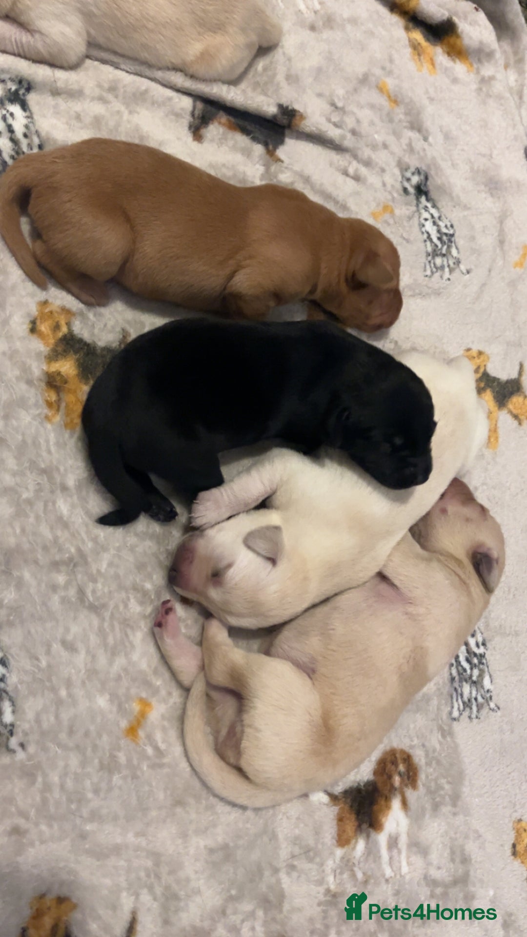 Labrador Retriever dogs for sale: Most beautiful litter of Labradors  - Image 1