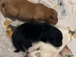 Labrador Retriever dogs - Advert 1