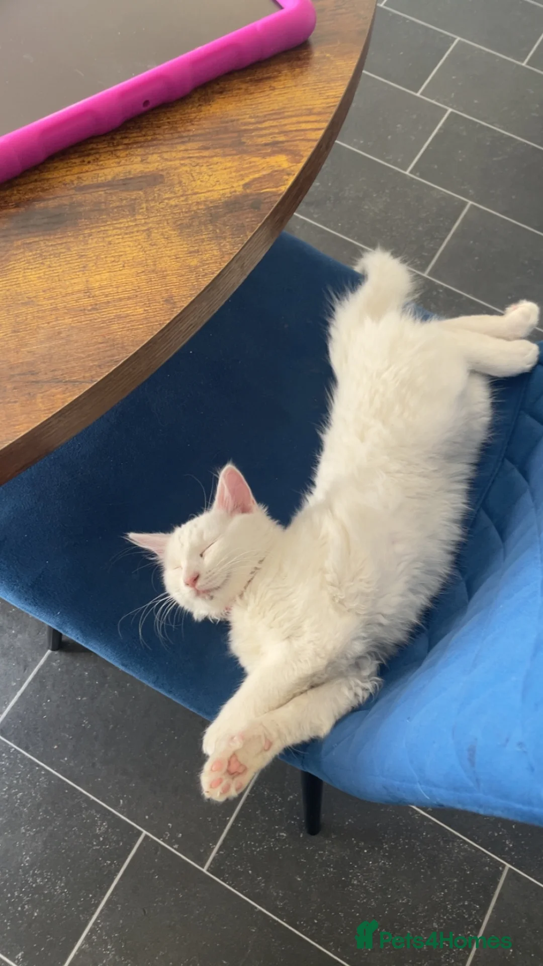 Mixed Breed cats for sale: White female🩷 STILL AVAILABLE - Advert 1