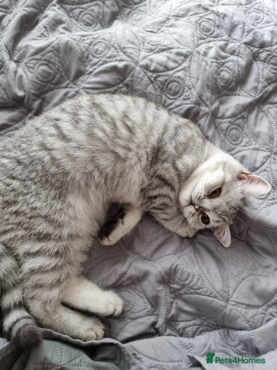 British Shorthair cats for sale: Silver Tabby Classic 5 Months Old GCCF Pedigree - Image 3