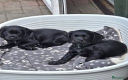 Cocker Spaniel dogs for sale: Mr Mark Hulme in Sandbach - Image 19
