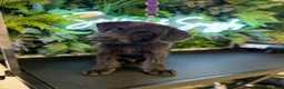 Mixed Breed dogs for sale: Gorgeous German shep x standard poodle pup in Knottingley - Advert 4
