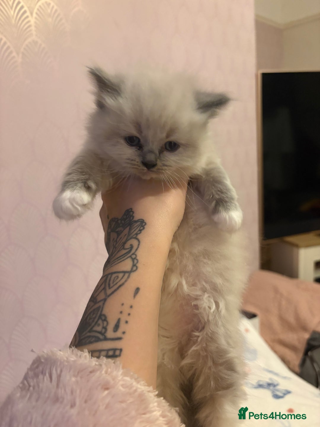 Ragdoll cats for sale: Ragdoll kittens for sale  - Advert 16