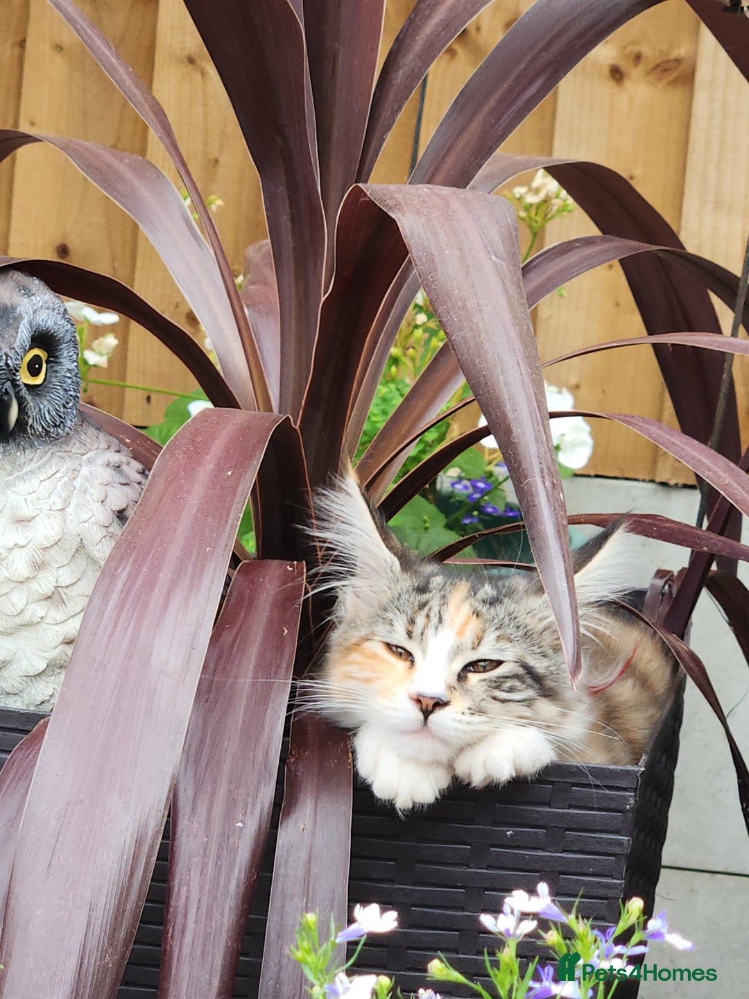 Maine Coon cats for sale: Maine coon Kittens Ready to go! 100% Pedigree   in Derby - Image 3