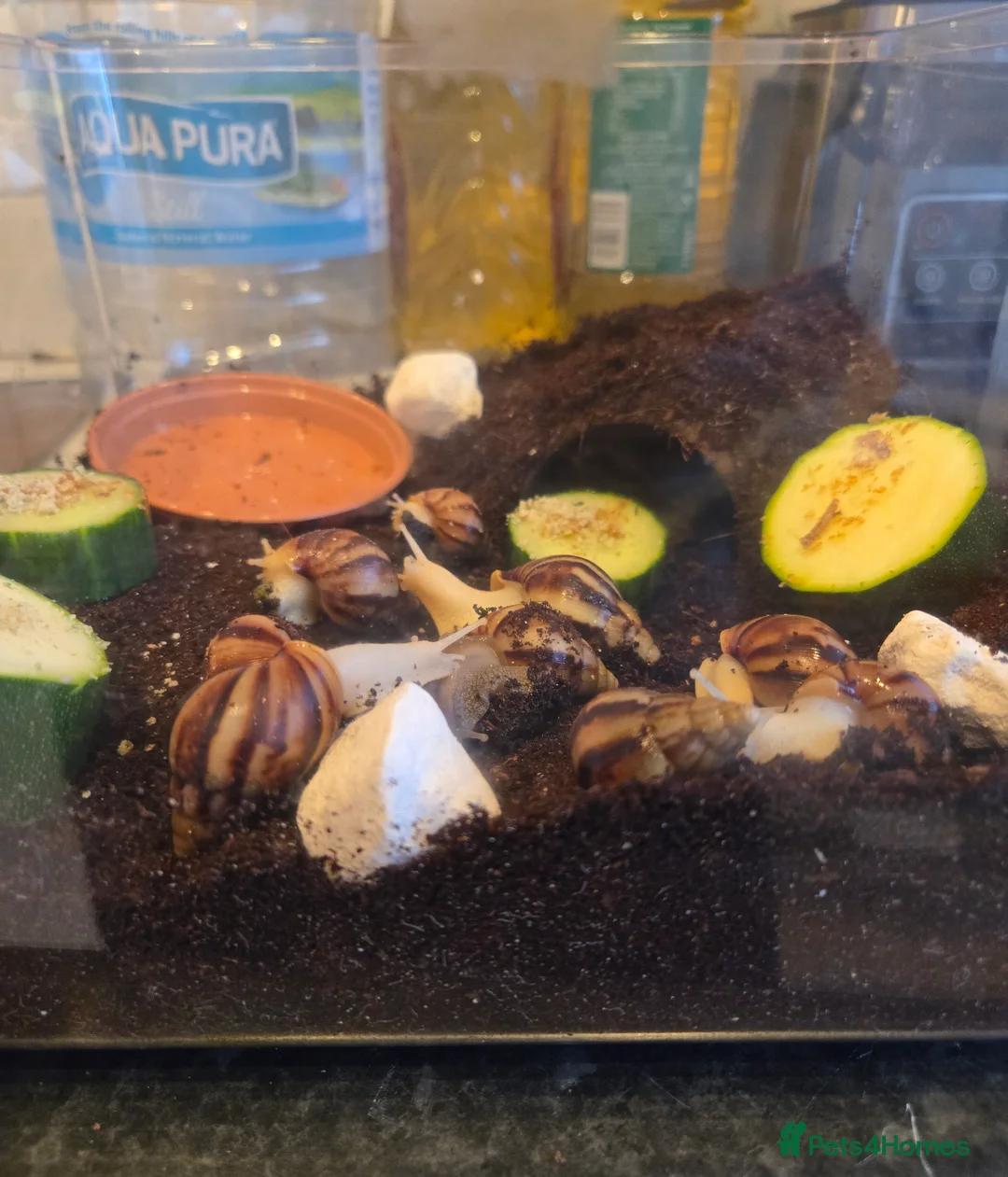 Snails invertebrates for sale: Juvenile african snails  in Milton Keynes - Advert 2