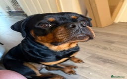 Rottweiler dogs for sale: Rottweiler 10 months old - Image 2