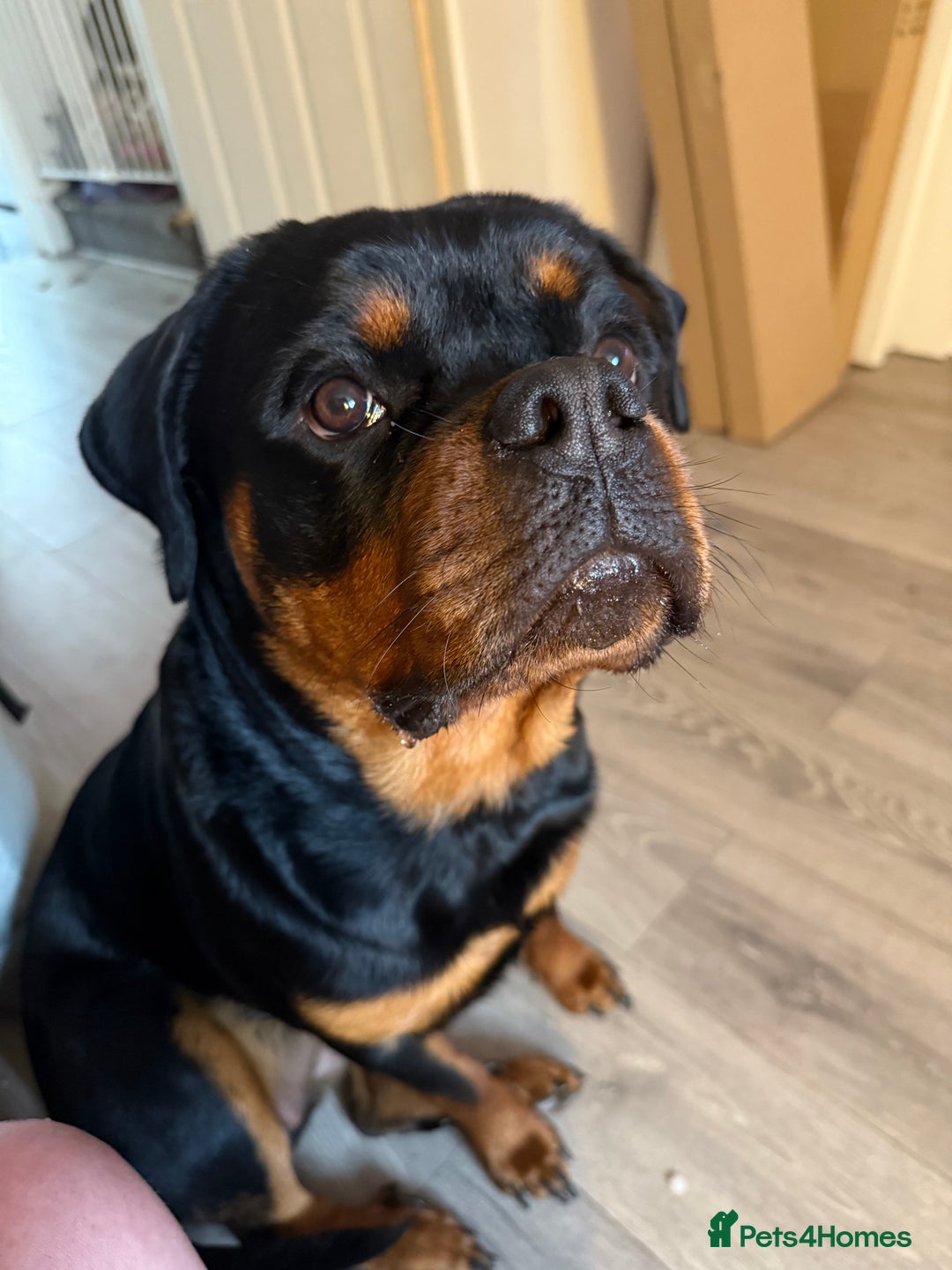 Rottweiler dogs for sale: Rottweiler 10 months old - Image 2