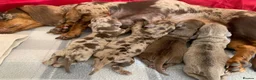 Miniature Dachshund dogs for sale: Beautiful Miniature dachshund puppies - Advert 4