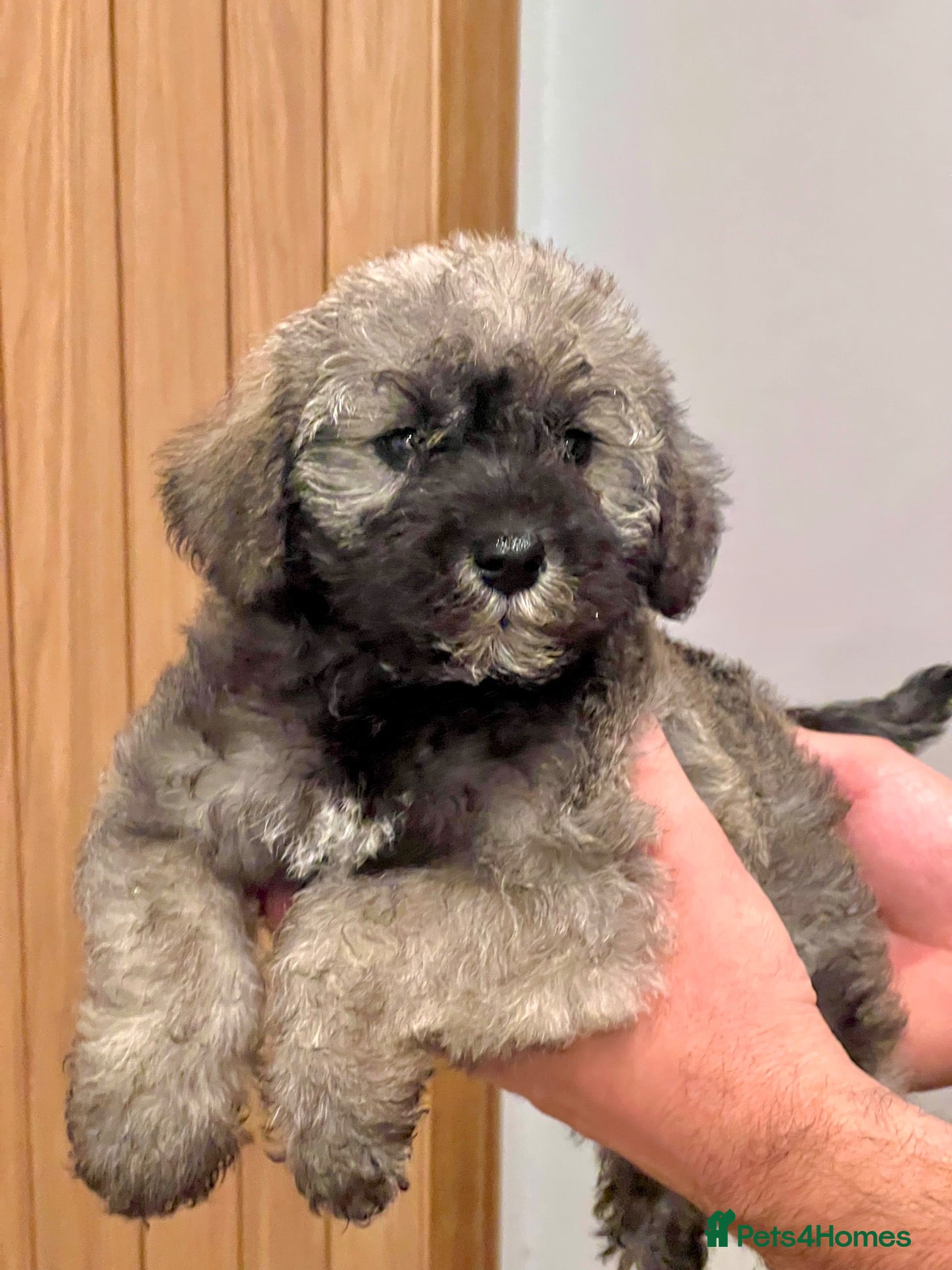 Mixed Breed dogs Miniature Schnauzer cross puppies - Advert 1
