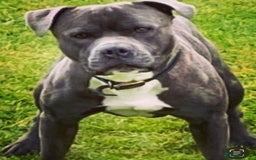Staffordshire Bull Terrier dogs for sale: Blue and white stafffordshire terrier puppies - Image 7