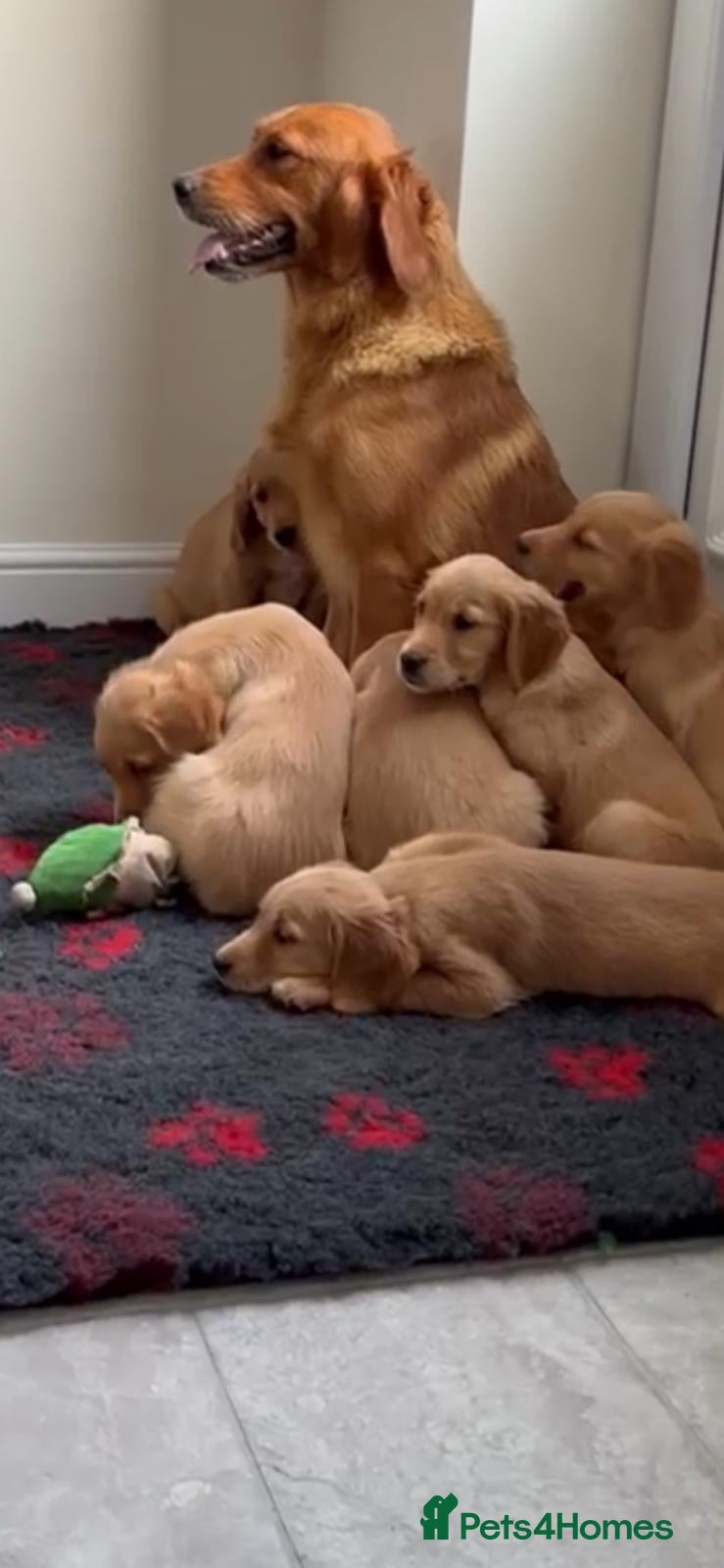 Golden Retriever dogs Golden retriever puppies  - Advert 3